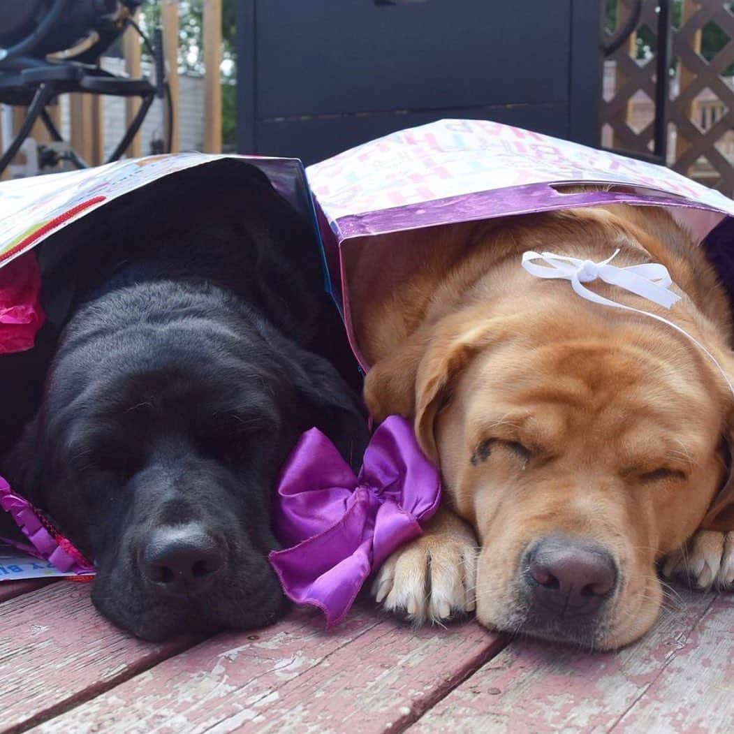 Jake And Gingerのインスタグラム：「Snoozing in a bag baby 🥰 #labradorretriever #labsofinstagram #tailsofalab #talesofalab #labeadoodlesodinstagram #dogsofinstagram #dogs #petsofinstagram #petstagram #marriage #marriedatfirstsight #marriedlife #marriagegoals #married」