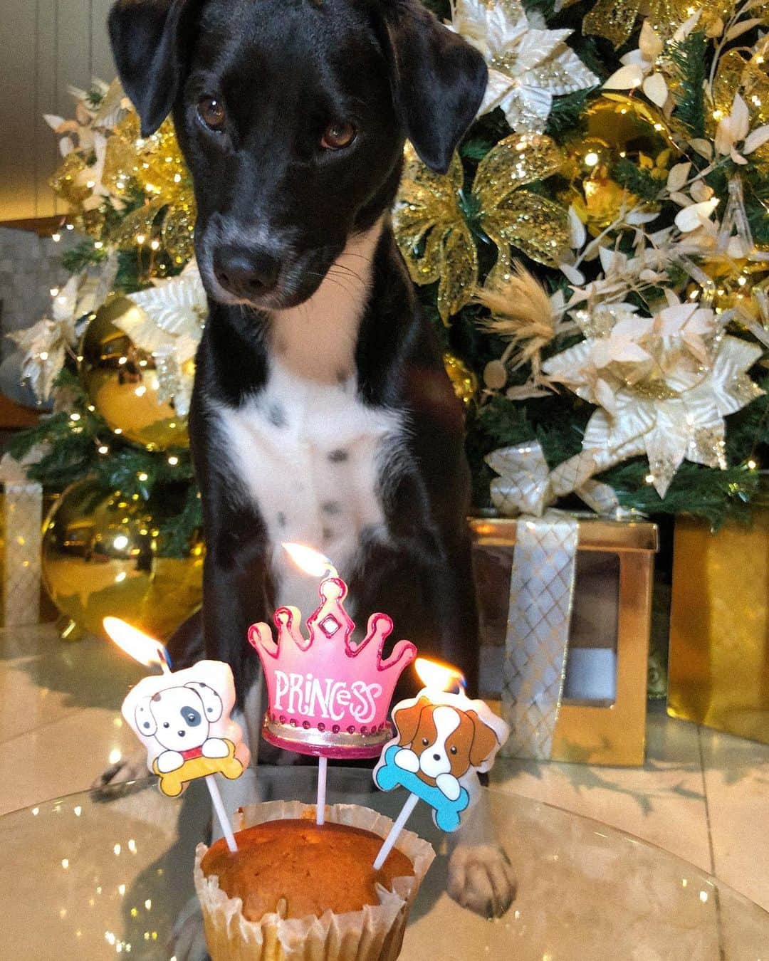 Camila Queirozのインスタグラム：「Hoje a Lua faz 1 aninho.  Lua, Lulu, Luli, Luana, luna, lunatica.  A pretica mais carinhosa e beijoqueira que existe. Ha 10 meses chegou na nossa família com a sua luz, afeto e travessuras. Te amamos muito, pretica.  Deem valor a adoção. Deem valor aos seus caopanheiros ❤️🌜  #adote」