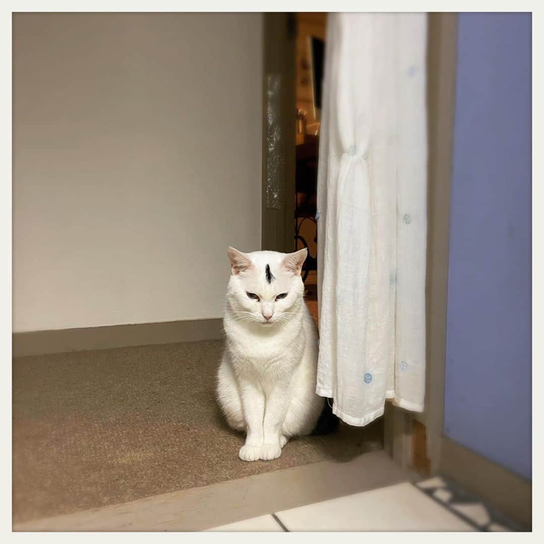 kumikoのインスタグラム：「ジメッと飯待ち。」