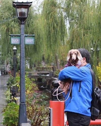 くるみんのインスタグラム：「* 12月5日 伊豆旅行初日 下田のペリーロードに初めて行ってみた。 レトロな感じで素敵な所だった～  #ミニチュアダックスフンド #ミニチュアダックスフント #ミニチュアダックス #イザベラタン #イザベラ #ダックス多頭飼い #ダックスlove #ダックスフント #ダックス部 #ダックスフンド #ダックス #いぬばか部 #いぬすたぐらむ #短足部 #伊豆下田 #下田 #ペリーロード #伊豆旅行 #gotoトラベルキャンペーン #all_dog_japan #east_dog_japan #dachshundgram #dachshund #dachs #dogstagram #instagramdog #instadachs #todayswanko #7pets_1day #inustagram」