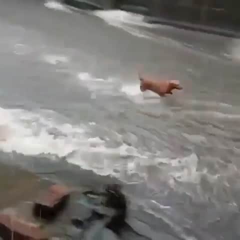 のインスタグラム：「Fastest Dog alive :)」