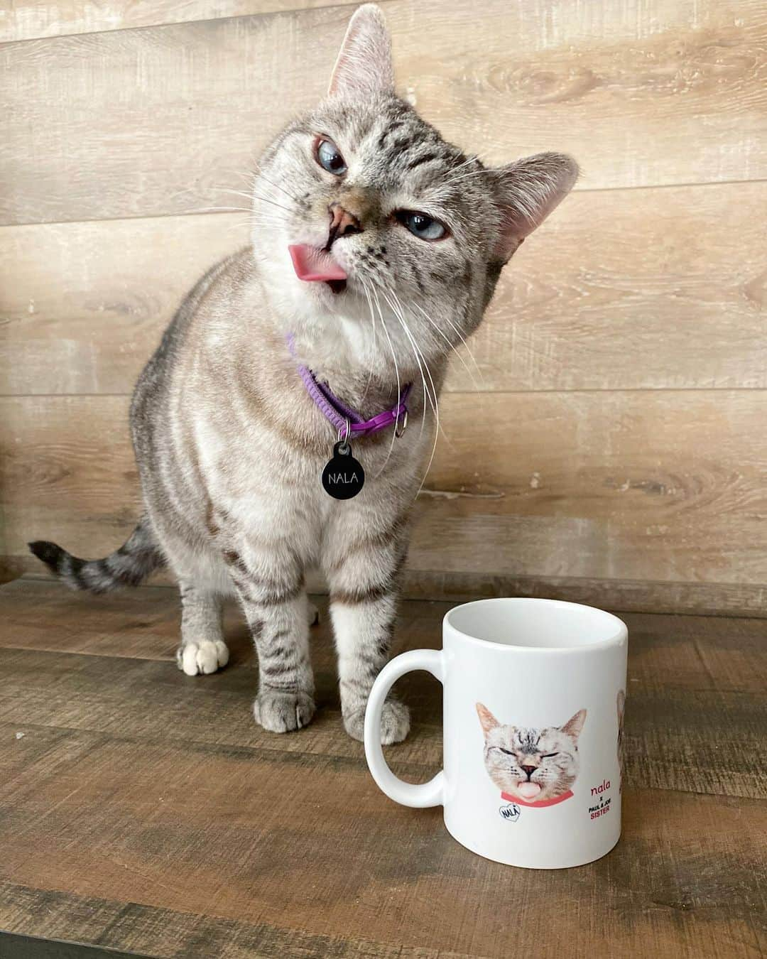 nala_catさんのインスタグラム写真 - (nala_catInstagram)「It’s almost Christmas 🎄 Our newest collaboration with @paulandjoesister limited edition Mugs available at https://www.paulandjoe.us/ #mugs #christmasgifts」12月14日 9時09分 - nala_cat