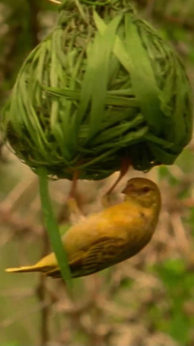 ナショナル ジオグラフィック TV (JP)のインスタグラム：「植物の葉っぱなどを複雑に織り込んだ巣を作るハタオリドリ。侵入が難しい構造にすることによって、外敵から家族の身を守ります。  「世にも奇妙なアニマルタブー」より #ナショジオ #ナショナルジオグラフィック  #ハタオリドリ #野鳥 #ホームセキュリティ」