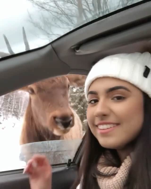 WildLifeのインスタグラム：「Unforgettable moments at Parc Omega, #Quebec. Video by @chantelle.sharda」