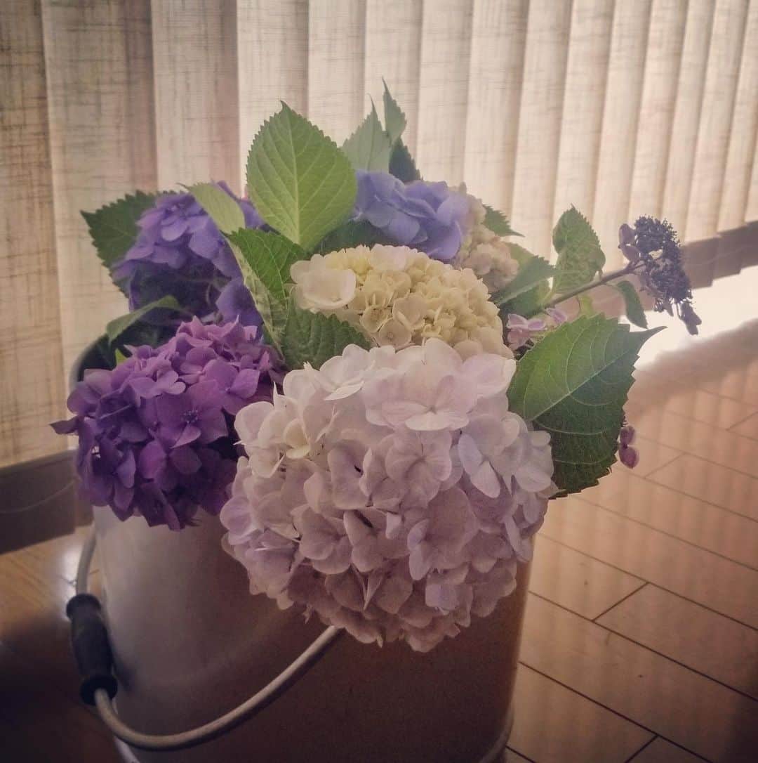前田真里さんのインスタグラム写真 - (前田真里Instagram)「#flowers  写真を整理していたら 家のお花、アジサイ率高いことが わかりました😁」12月14日 9時40分 - maedamari