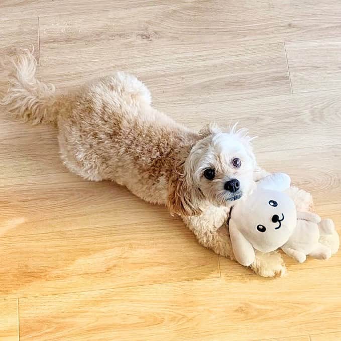 ダスキン ダス犬【公式】のインスタグラム：「【ダス犬のおともだち紹介】 コッカプー(アメリカンコッカスパニエル×プードル)の エマちゃんと遊んだよー！ ちょっとおてんばさんなエマちゃんは ダス犬をとっても気に入ってくれて一緒に遊ぼー♪ とずっと誘ってくれました。  撮影後、ダス犬とサヨナラした後も 「どこに行ったのー？」としばらく探していたそう。また遊ぼうね！  @dogfit_ryoko」