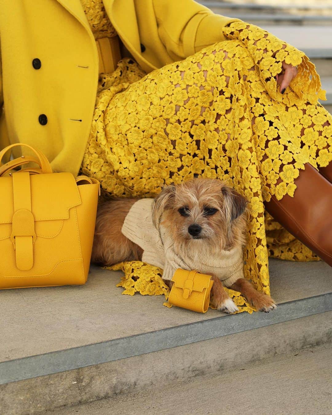 ブレア・イーディーさんのインスタグラム写真 - (ブレア・イーディーInstagram)「<Sunday style in sunshine ☀️ yellow // Penny wanted to carry matching bags today and I couldn’t resist 🙃> #sundaystyle #senreve #dogsweater #yellowoutfit  #adoptdontshop」12月14日 9時46分 - blaireadiebee