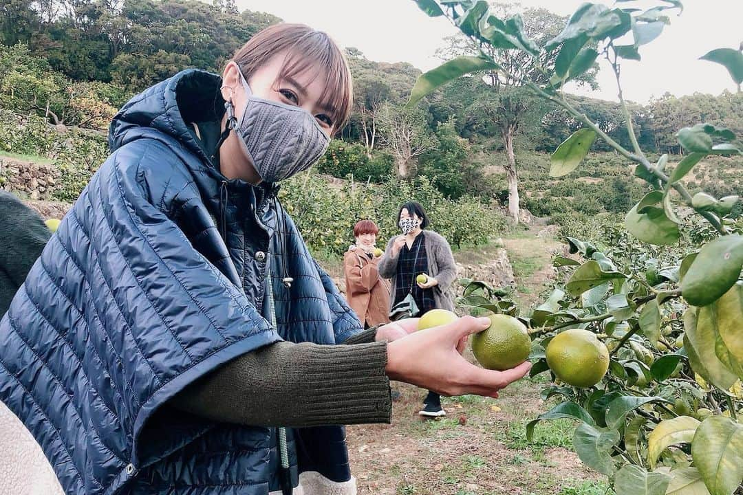 藤崎奈々子さんのインスタグラム写真 - (藤崎奈々子Instagram)「高知出張　ベルガモット農園 ・ 念願のベルガモット農園へ 初めて生のベルガモットに触れて感動🥲　 日本ではほとんどベルガモットは作られていなくて、約90%はイタリア産 日本でベルガモットを育てる試みには、沢山の試行錯誤があって何年もかけてここまで育て上げたそうです。 このベルガモット農園にある石垣は蓄熱のために手作りで作られた石垣 こんな風に大切に育てられたベルガモットは まるまるピカピカしていて、どんな香りの精油がとれるのかなー？と期待が膨れます♡ ちなみにベルガモットは紅茶のアールグレイの香りです☕️ ・ #高知#はるのテラス#ベルガモット農園#春野町#スタジオオカムラ#西込柑橘園 #247aroma#アロマ#アロマテラピー#アロマオイル#アロマブレンドデザイナー#アロマブレンド#ナチュラルケア#植物療法#エッセンシャルオイルのある暮らし#香り#調香#フレグランス#アロマのある生活#香りのある生活#ライフスタイル」12月14日 10時04分 - nanakofujisaki