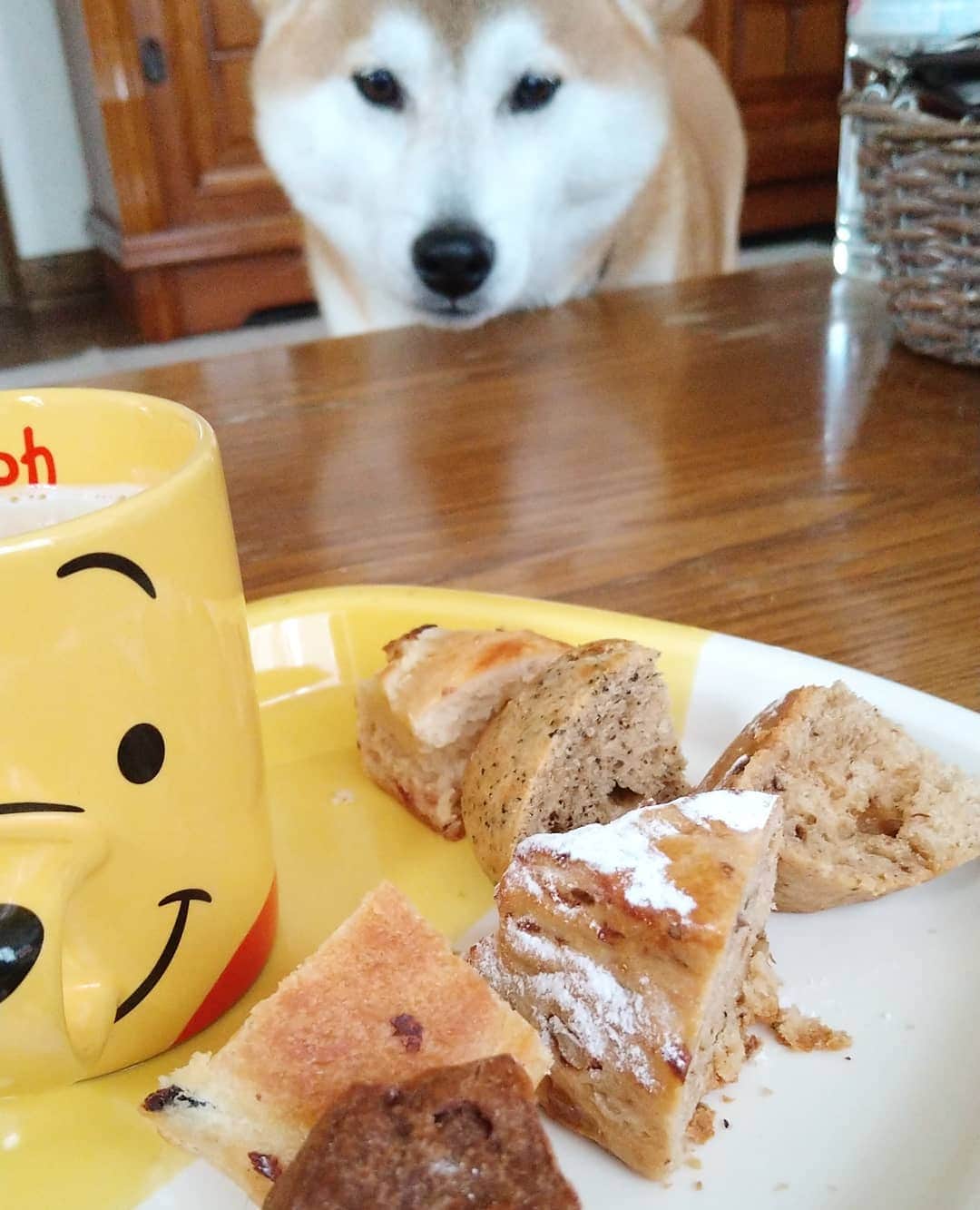 柴犬⭐️サスケのインスタグラム：「おはわん #狙われてる#柴犬#赤柴#🐶📷 #いぬのいる生活 #いぬのいる暮らし #🐶#柴北会#北海道#スコーン#コバスコーン#kobascone#手稲区#横に来てもあげませんよ#わんだフォ #ふわもこ部 #おこぼれ待ち#pecoいぬ部 #レガリエ部 #shibagram #shibasnap #shibastagram #茶助#レガリエ部 つけたら表紙になるよ!!」