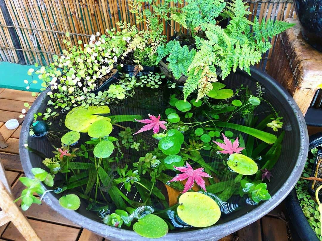 金成公信さんのインスタグラム写真 - (金成公信Instagram)「睡蓮鉢にモミジが。う、浮かべてませんよ。。ぐ、偶然、か、風で。。」12月14日 10時30分 - bonsai_chiba