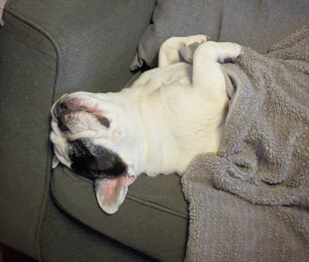 Manny The Frenchieのインスタグラム：「No Sunday scaries here, just the sleepies 💤」