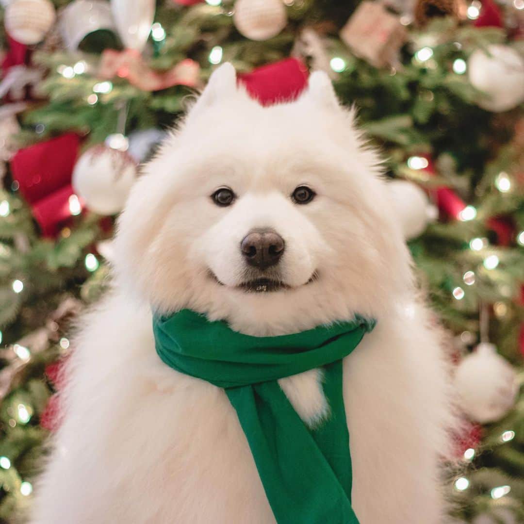 Loki the Corgiさんのインスタグラム写真 - (Loki the CorgiInstagram)「Momo loves Bear so much he got a Christmas sweater with Bear on it 😂」12月14日 10時40分 - lokistagram