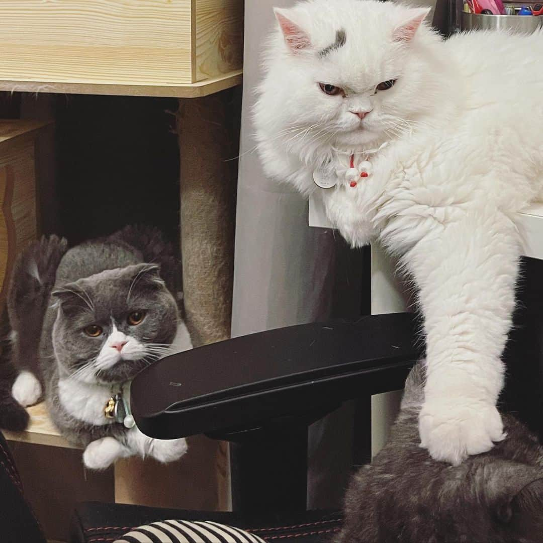 YingTzeさんのインスタグラム写真 - (YingTzeInstagram)「My Lancelot is like a Boss ... putting his big paw on Venom’s head. While EarlGrey ( their father ) just looking from behind 🤣 _ 🐱 @babyg2610  #blessed #catsofinstagram #catsmakemehappy #catsmalaysia #scottishfold #scottishstraight」12月14日 10時55分 - yingtze