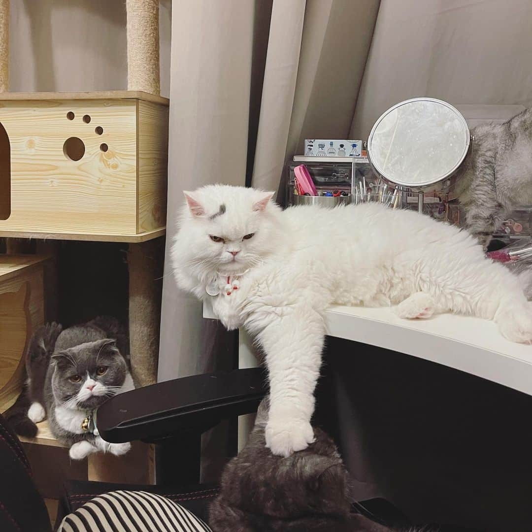 YingTzeさんのインスタグラム写真 - (YingTzeInstagram)「My Lancelot is like a Boss ... putting his big paw on Venom’s head. While EarlGrey ( their father ) just looking from behind 🤣 _ 🐱 @babyg2610  #blessed #catsofinstagram #catsmakemehappy #catsmalaysia #scottishfold #scottishstraight」12月14日 10時55分 - yingtze