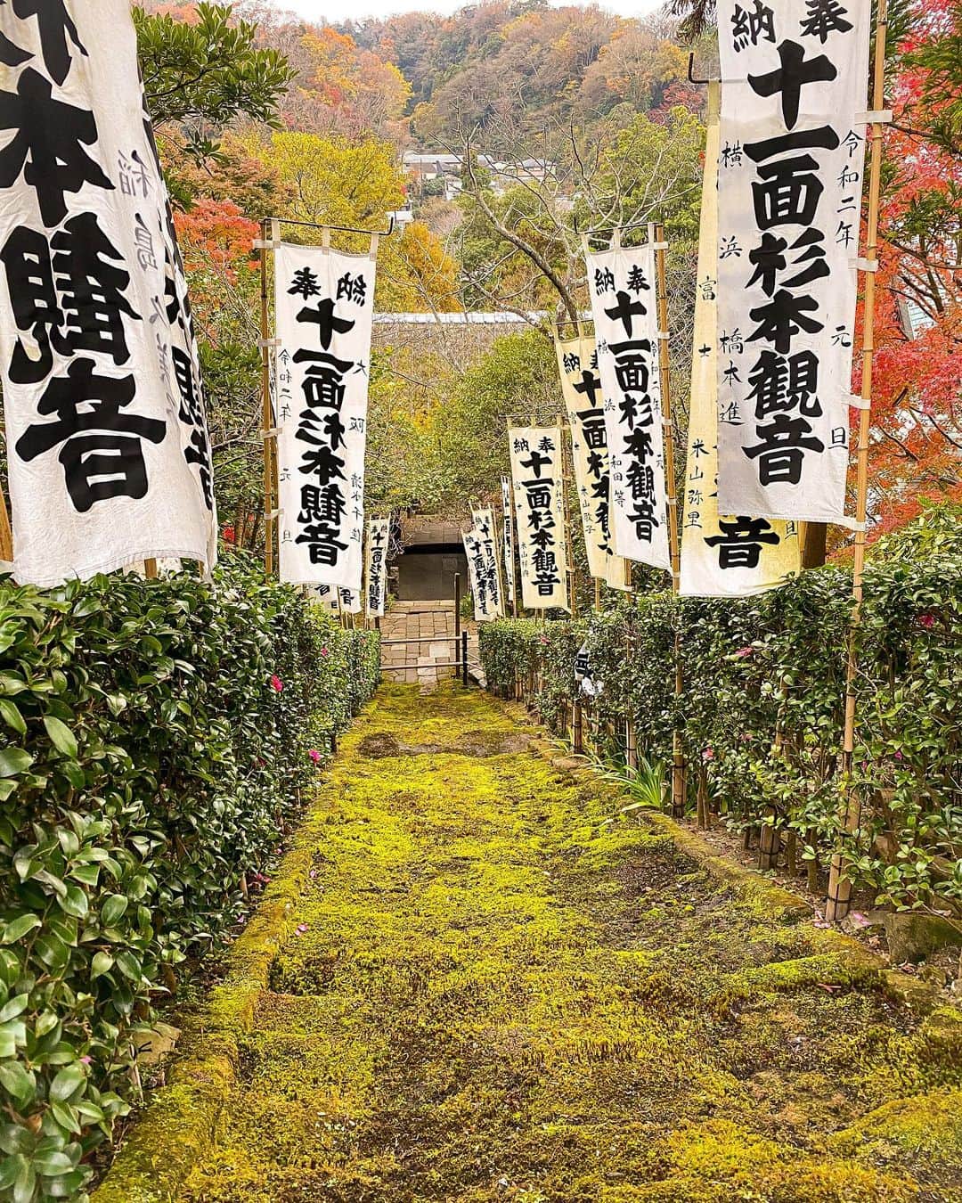 Mr.FISHEYE/魚眼男さんのインスタグラム写真 - (Mr.FISHEYE/魚眼男Instagram)「鎌倉の紅葉がとても綺麗でしたが、こんなに紅葉って時期的に遅かったっけ？と環境問題を感じました。 #鎌倉 #紅葉 #環境問題」12月14日 11時12分 - ryo_onoma