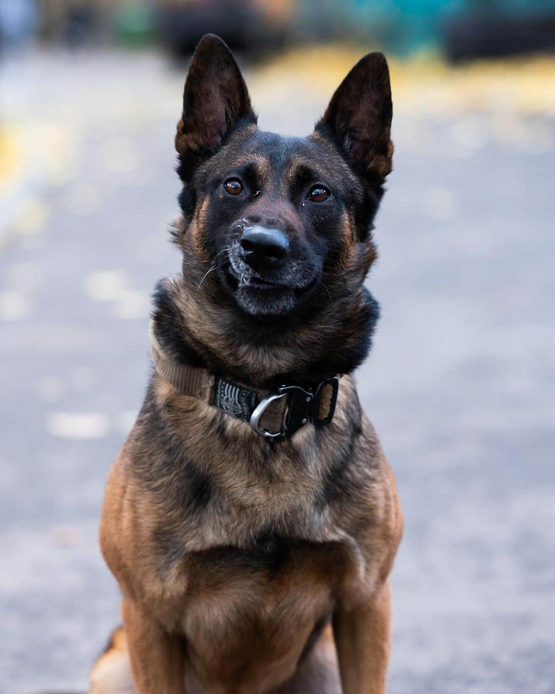 The Dogistさんのインスタグラム写真 - (The DogistInstagram)「Jack, German Shepherd (5 y/o), Central Park, New York, NY • “He’s a military attack dog. No stories that I can tell. His brother once broke someone’s arm through the bite sleeve.”」12月14日 11時20分 - thedogist