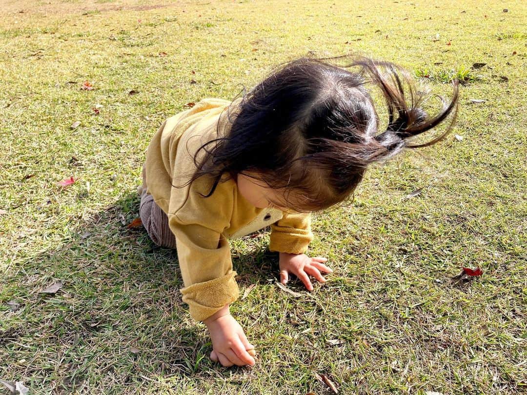 aco.さんのインスタグラム写真 - (aco.Instagram)「2020.12.14  11/21おでかけpic③  娘が眠くなる前に 少し芝生で遊びました  やっぱり最初は芝生をちぎっていたけど この頃は少しずつ靴にも慣れてきて ちょっと歩いて楽しんでました☺️ . . . 1枚目picみたいな 精一杯口を開けて「あ！」って言う時 たまらなく好きです〜🤤 . . . . . #aco子育て記録 #acoおでかけ記録 .」12月14日 11時31分 - aco.chaaaaan