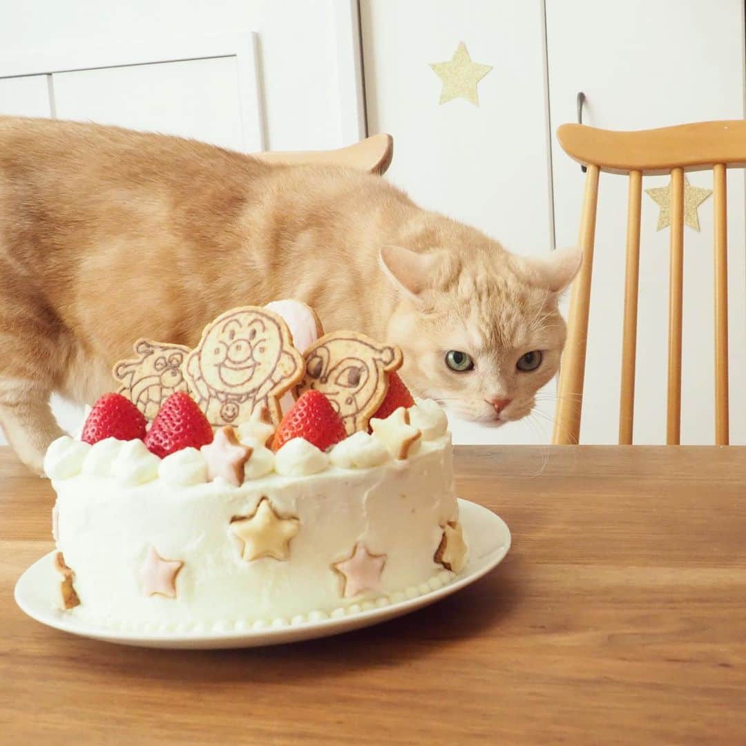 ぷーさんのインスタグラム写真 - (ぷーInstagram)「先日妹があっという間に２歳になりました🎉 . ケーキを狙うハンターぷーちゃん…🐈（5枚目） . #2歳誕生日 #アンパンマンケーキ #娘とぷーちゃん🐈 .」12月14日 11時51分 - pooh0403