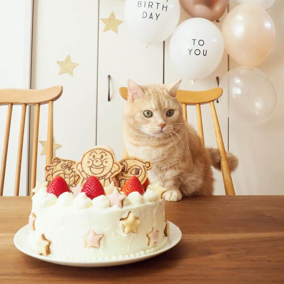 ぷーさんのインスタグラム写真 - (ぷーInstagram)「先日妹があっという間に２歳になりました🎉 . ケーキを狙うハンターぷーちゃん…🐈（5枚目） . #2歳誕生日 #アンパンマンケーキ #娘とぷーちゃん🐈 .」12月14日 11時51分 - pooh0403