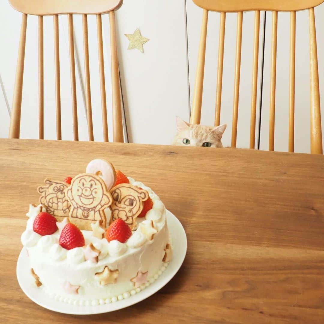 ぷーさんのインスタグラム写真 - (ぷーInstagram)「先日妹があっという間に２歳になりました🎉 . ケーキを狙うハンターぷーちゃん…🐈（5枚目） . #2歳誕生日 #アンパンマンケーキ #娘とぷーちゃん🐈 .」12月14日 11時51分 - pooh0403