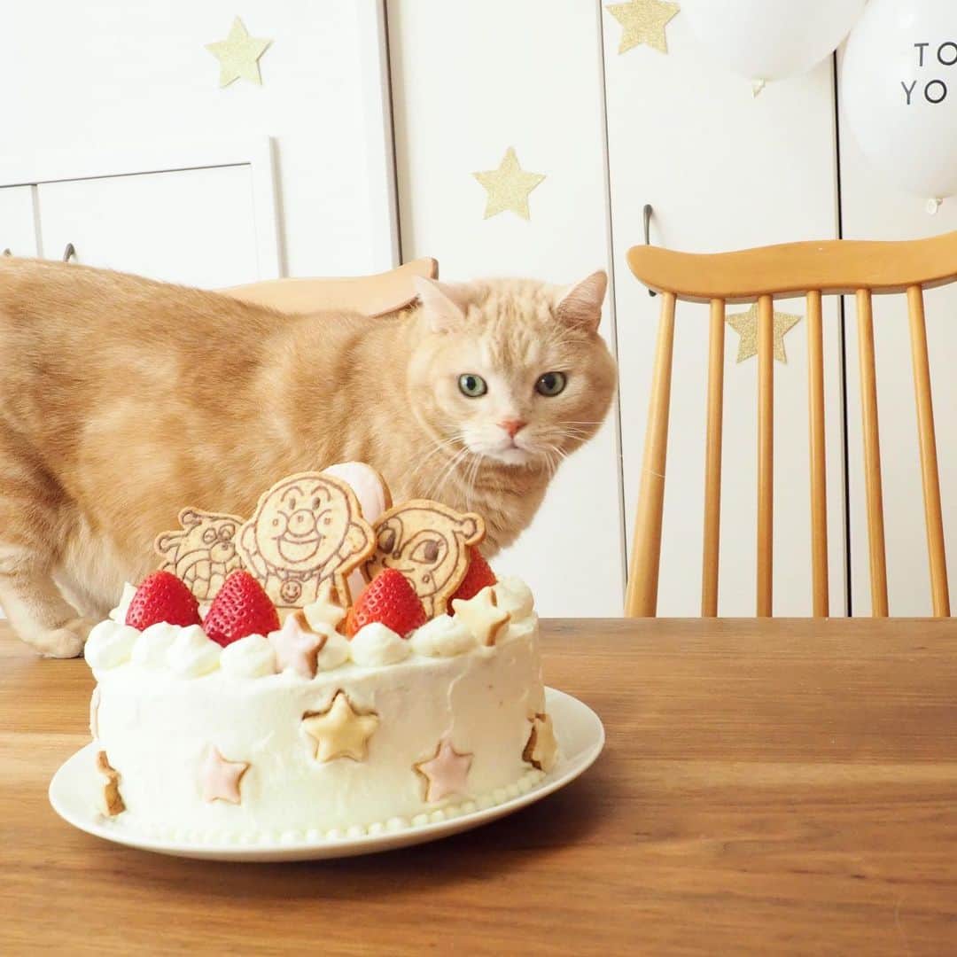 ぷーさんのインスタグラム写真 - (ぷーInstagram)「先日妹があっという間に２歳になりました🎉 . ケーキを狙うハンターぷーちゃん…🐈（5枚目） . #2歳誕生日 #アンパンマンケーキ #娘とぷーちゃん🐈 .」12月14日 11時51分 - pooh0403