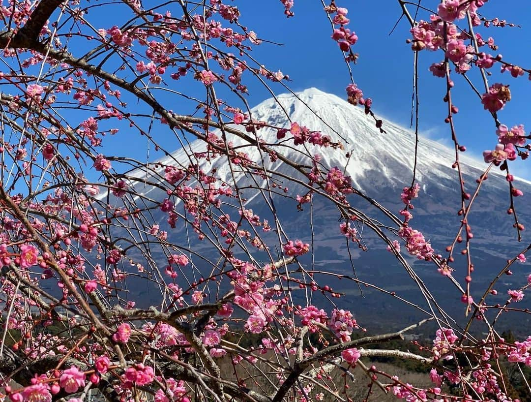 phantastic420さんのインスタグラム写真 - (phantastic420Instagram)「. 🤩🤩“Shizuoka” prefecture in Japan is a place where you can see the most “phantastic” Mt. Fuji🗻 in the world.🤩 #富士山 #mtfuji #japan #shizuoka #fujinomiya  #宮すた #miyasta @fujinomiyacity  #phantastic420photography #mostphantasticmtfuji #selamatpagi  #goodmorning  #おはようございます  #สวัสดี 🙏#สวัสดีครับ 🙏🇹🇭😇😇😇😇😇🗻😇😇😇😇 🇹🇭#Thailand now 🤣#サワディーカップ 🙏#サワディー 🙏」12月14日 23時03分 - phantastic420