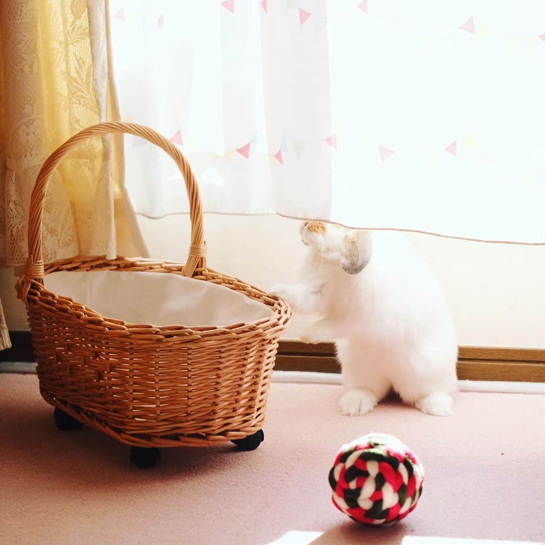 usagraphさんのインスタグラム写真 - (usagraphInstagram)「1枚目『おやつ入ってるかにょ？』 2枚目『入ってないにょ…🐶💧』 ＊ ＊ ＊ #うさぎ　#rabbit #bunny #ふわもこ部  #WeeklyFluff #igersjp  #tokyocameraclub #東京カメラ部  #神戸カメラ部  #bunnystagram  #うさぎ部 #ホーランドロップ #hollandlop  #ファインダー越しの私の世界 #art_of_japan #myfujilove  #今日もx日和」12月14日 23時04分 - usagraph