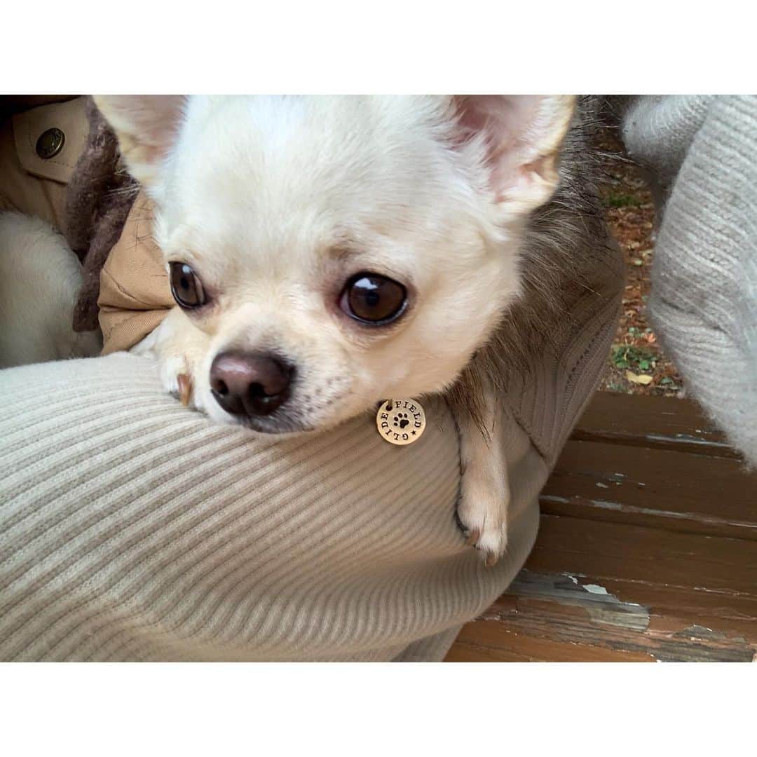 Kyooonのインスタグラム：「かわいい顔してパパを待つ てんちゃん🐶  パパのことが大好き #ちわわ#ちわわのいる生活#チワワ#チワワのいる暮らし#チワワ大好き#スムースチワワ」