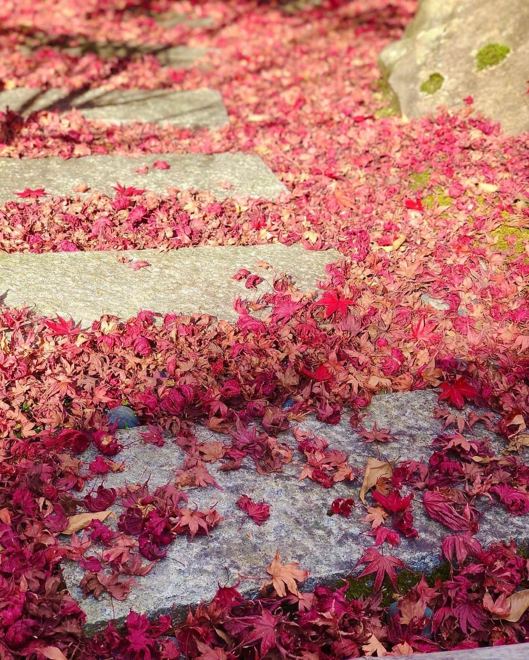 Manaさんのインスタグラム写真 - (ManaInstagram)「🍁⛩🇯🇵 𝑲𝒀𝑶𝑻𝑶🤎 京都の紅葉シリーズ🍂2020 わたしのお気に入りの場所を思い出とともに😊🐾 . . 👑禅林寺永観堂（1〜5枚目） . 敷地が広く、色づきはじめ〜見頃、紅葉絨毯まで いろいろな表情を一度に味わうことができます🥰 . . 👑瑠璃光院（6〜8枚目） . 今や人気観光スポットとなりましたが 2階のメインスポットだけではなく 1階から眺められるお庭も素敵です💓 . . 9枚目には永観堂のおとなり、南禅寺の名所も♪ . . . 皆さんのお気に入りの場所はどちらですか？ 今年はもう時季がおわっちゃったけど… 是非、来年の参考に教えてください☺️💓 . . . . #そうだ京都行こう #京都散歩 #京都観光 #京都旅行 #京都散策 #お散歩 #紅葉2020 #紅葉 #紅葉狩り  #紅葉🍁 #永観堂 #禅林寺 #南禅寺 #瑠璃光院 #秋の思い出 #ホワイトコーデ #rurikoin #nanzenji #eikando #birkin25 #kyoto  #kyotojapan #memories」12月14日 21時38分 - mana.tcy