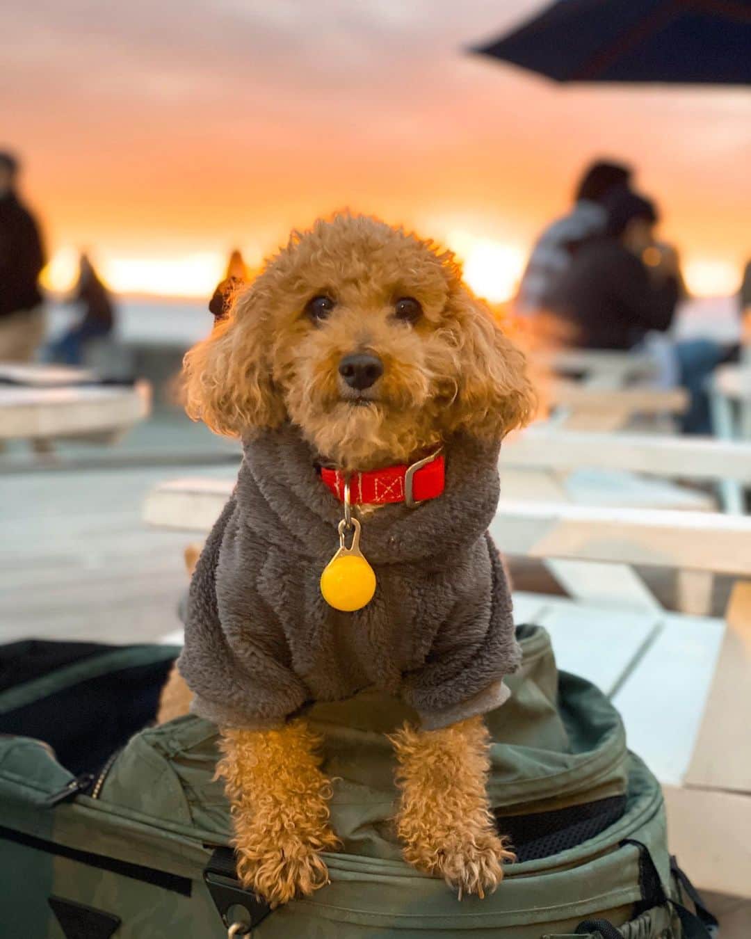 NAOTA（ナオタ）のインスタグラム：「beautiful sunset🌅  冬の海も素敵🐶  #sunsetlovers  #sunsetgram  #withmydog  #shonanlife」