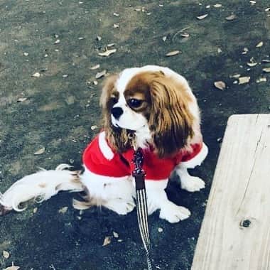のインスタグラム：「#cavalierkingcharlesspaniel」