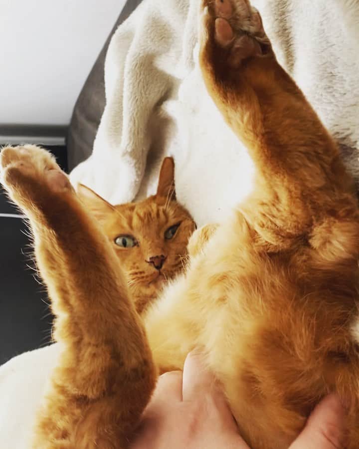 のインスタグラム：「内股モミモミ。  #気持ち良いらしい #ふがふが #cat #猫 #もみもみ」