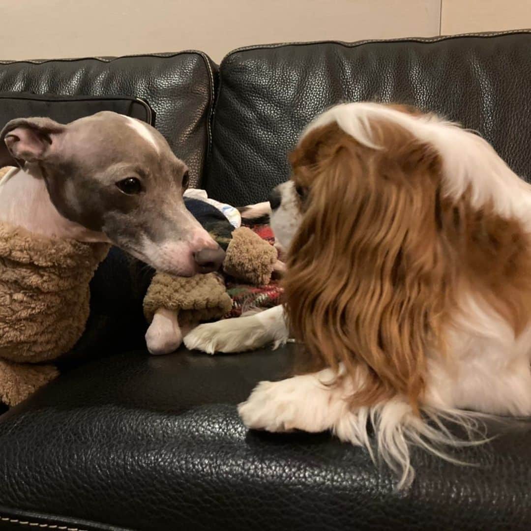 のインスタグラム：「#cavalierkingcharlesspaniel」