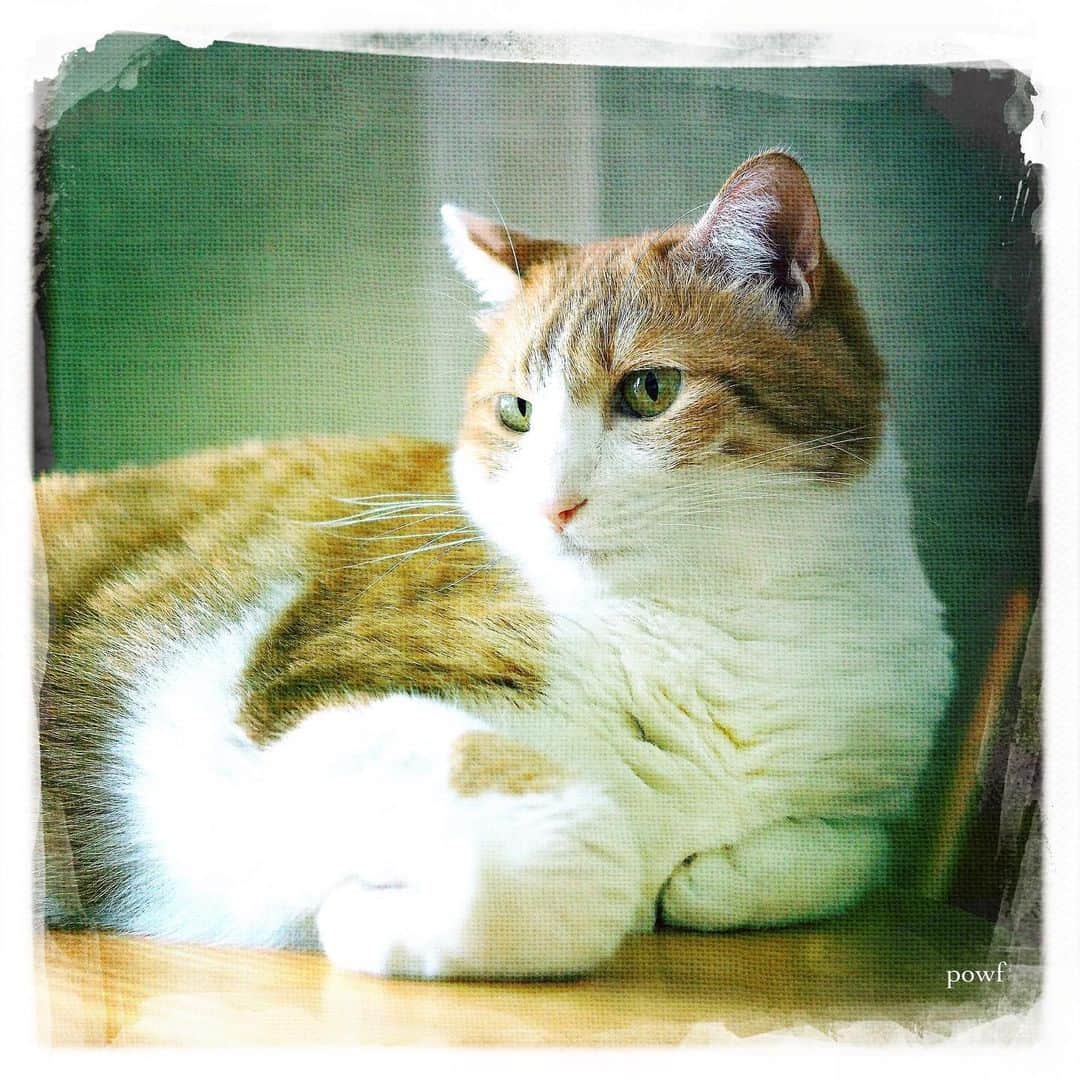 anemone_69のインスタグラム：「. #ハカセとキョウジュ #茶トラ白 #茶白 #cat #猫 #保護猫 . . #DreamCanvas_powf . . .」