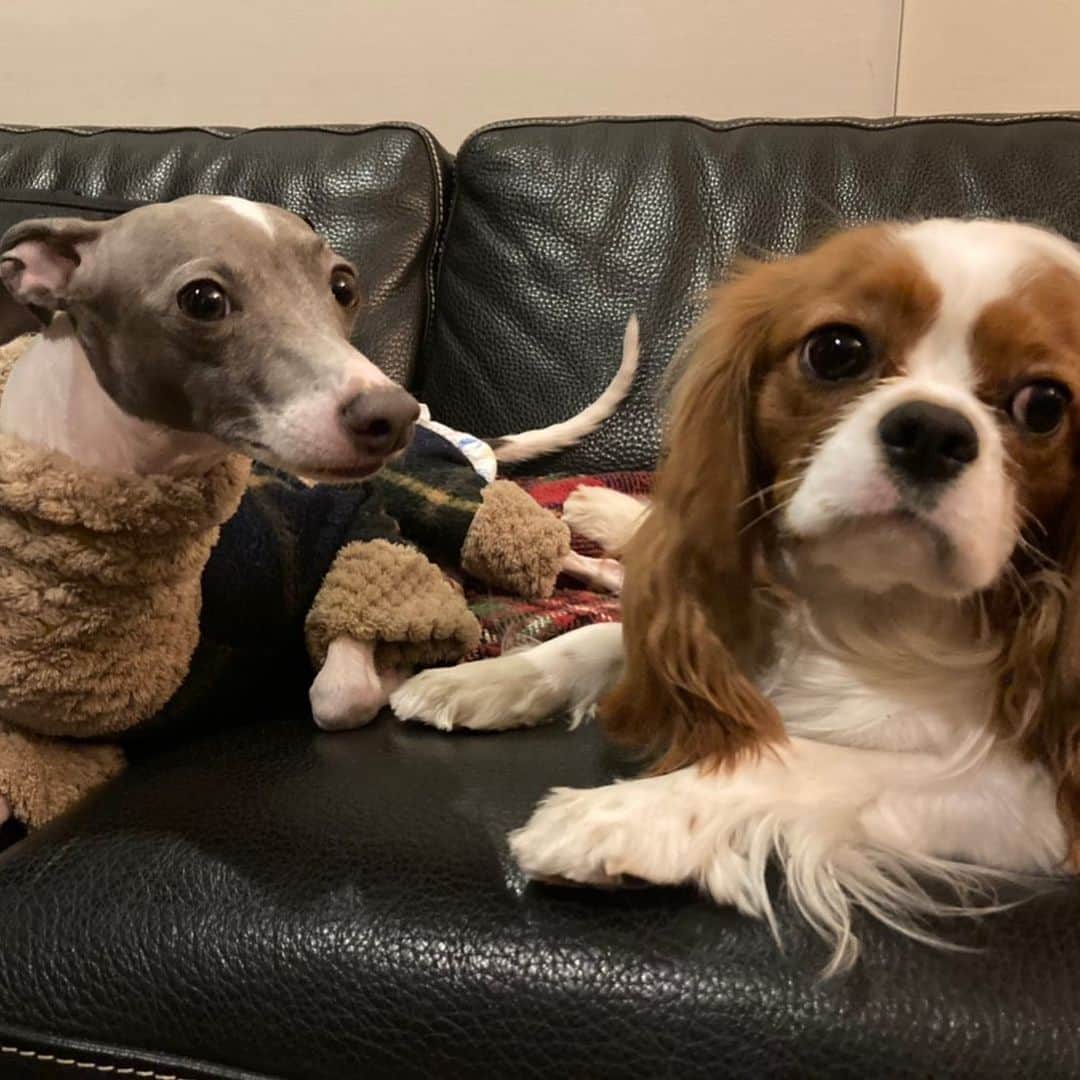 のインスタグラム：「#cavalierkingcharlesspaniel  #italiangreyhound」