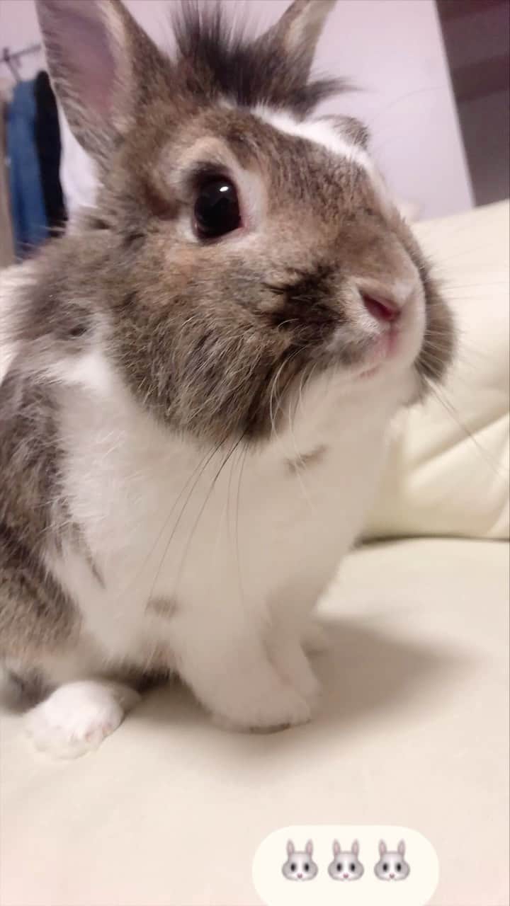 ちゃんうさのインスタグラム：「もふもふ可愛い🤤💓🐰 . . #うさぎ #うさぎのいる暮らし #うさぎ好きさんと繋がりたい #rabbit #Japan #japanesegirl #myfamily #もふもふ #もふもふ部 #ふわふわ #ふわもこ #ふわもこ部 #ウサギ #ライオン #🐰 #家族 #大好き #可愛い #癒し #うさぎのいる生活 #rabbitstagram #rabbitlife #rabbitlove」