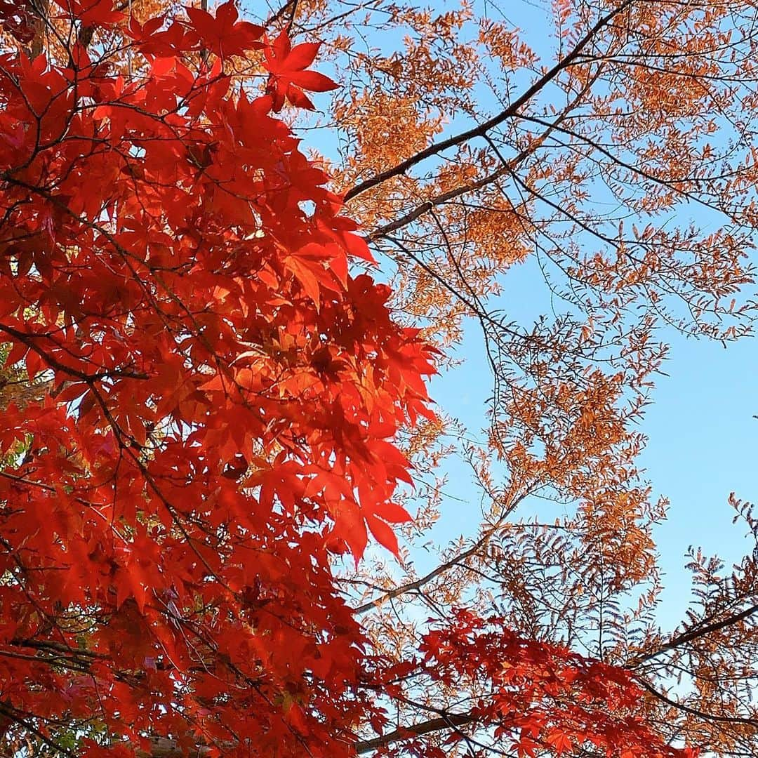 Sayakaのインスタグラム：「* 今年は紅葉の期間が長い気がする🍁 イチョウの黄色も好きだけど、 モミジや楓の赤も綺麗だなぁ☺️❤️ . . #紅葉 #もみじ」