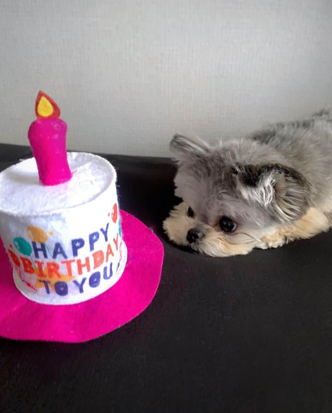 谷川菜奈さんのインスタグラム写真 - (谷川菜奈Instagram)「HAPPY BIRTHDAY @koruku1214  🐶🤍 もう1歳だなんてはやいな〜🥺 いつもありがとう🥰 #koruku#チワキー#ヨーチワ#ミックス犬」12月14日 22時17分 - pechi.130