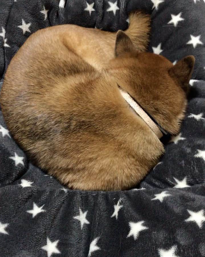 柴犬はなこ Shibainu Hanakoのインスタグラム：「動けなくなってしまった…でも幸せ〜☺️ #shiba #dog #shibainu #犬 #柴犬 #しまほい」