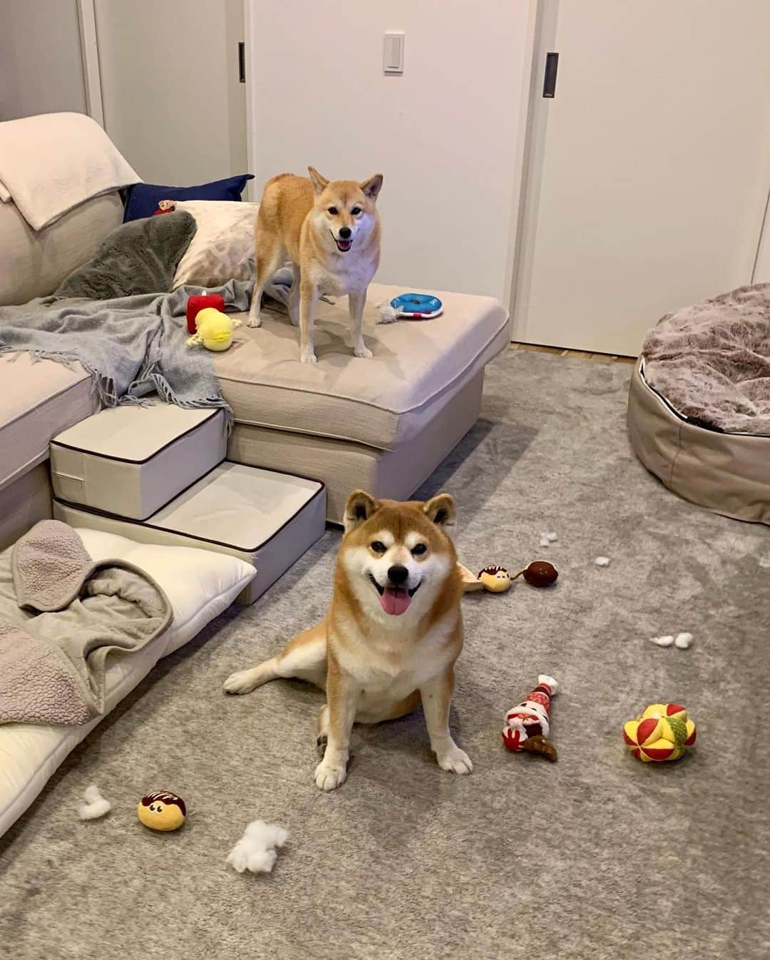 shibainu berryのインスタグラム