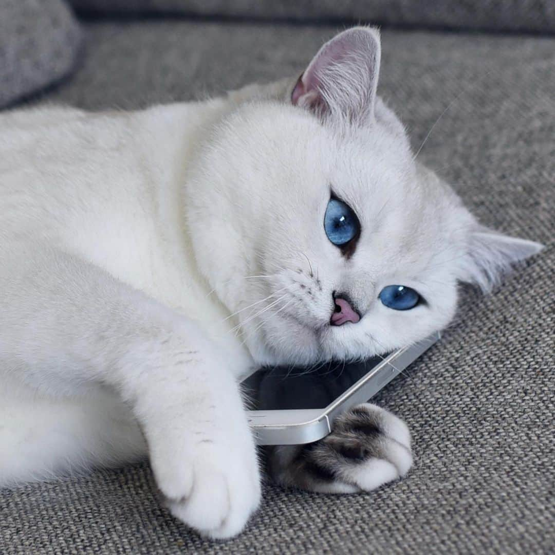 コビーさんのインスタグラム写真 - (コビーInstagram)「Yes, I’d like to report a crime. I can see the bottom of my food bowl. Please send someone over immediately.」12月14日 22時43分 - cobythecat