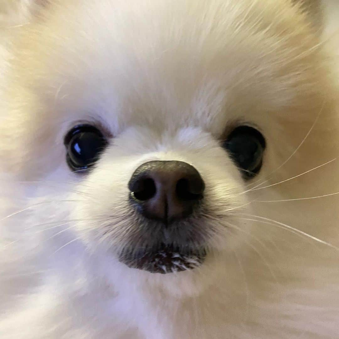 ハン・スンヨンのインスタグラム：「요놈푸리 #깡패가요기있네 #무서워서살겠나 #이구역의응응은누구개 #내무릎의스크라치」