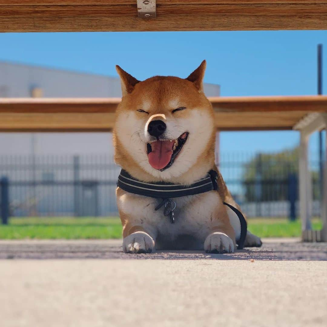 Shibainu Pontaのインスタグラム