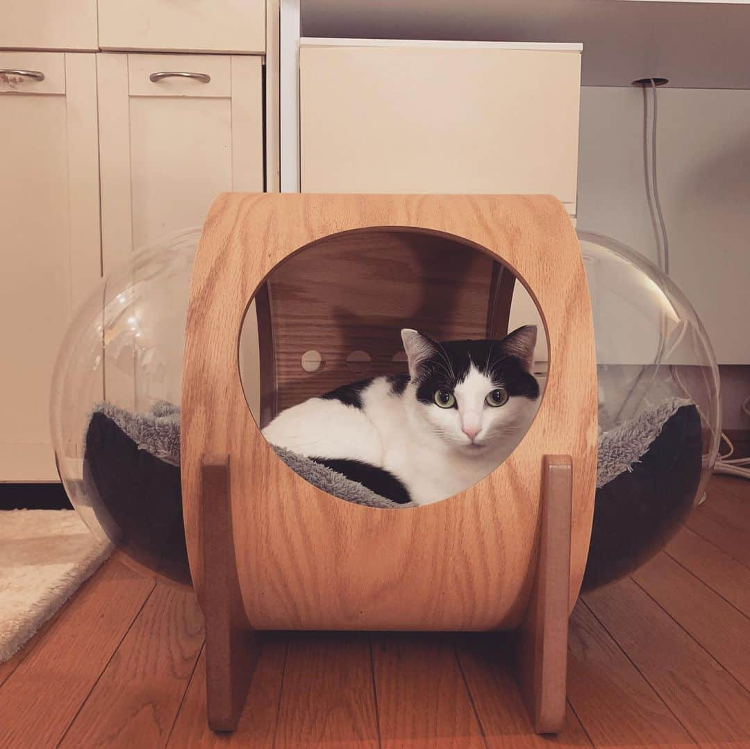 松野有里巳のインスタグラム：「3ニャンズみんなで使っている猫ベッド🛌 #myzoo  我が家では『宇宙船』と呼んでおります。  柚子が大好きなカボスは いっつも柚子の寝てるところに行って 柚子にレロレロ毛繕いしてもらってます。  たまに柚子も迷惑そう。。このときも。。 宇宙船では流石に2人は狭いよね〜😅  明らかに『お兄ちゃん、、迷惑〜』って顔の柚子です。。  #柚子カボス割り #猫との暮らし #猫の多頭飼い #保護猫 #はちわれ  #仲良し兄妹猫  #myzoo  #猫ベッド #myzooクリスマスキャンペーン2020」