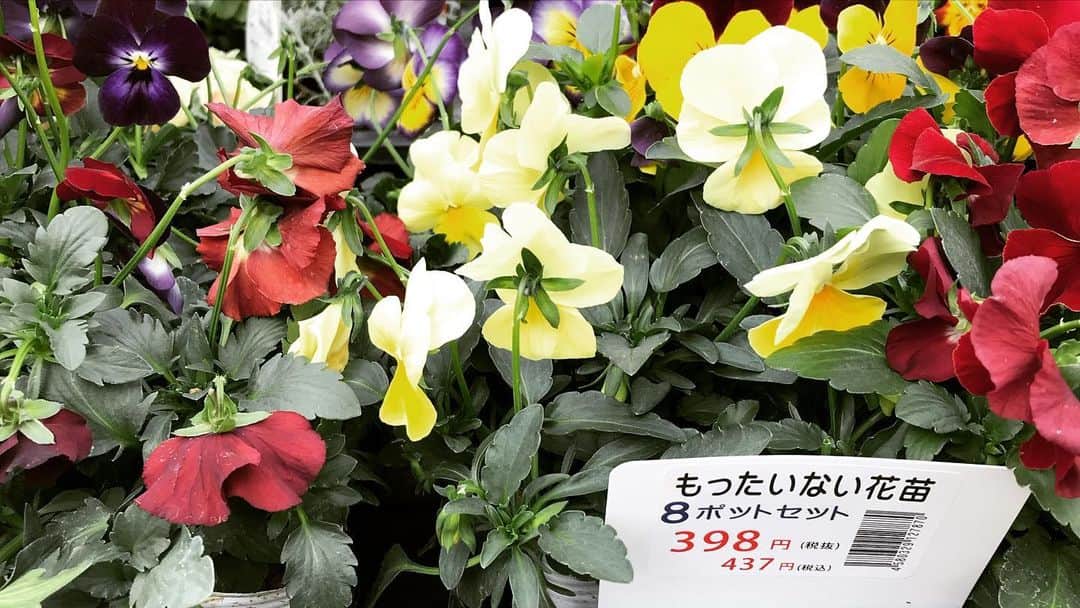 益子直美さんのインスタグラム写真 - (益子直美Instagram)「寒くなる前に花を植えました。 お買い得のお花をたくさん購入しましたが、、、 もう少し必要だったかな。  #gardening  #庭 #ビオラ」12月14日 14時32分 - naomi.masuko