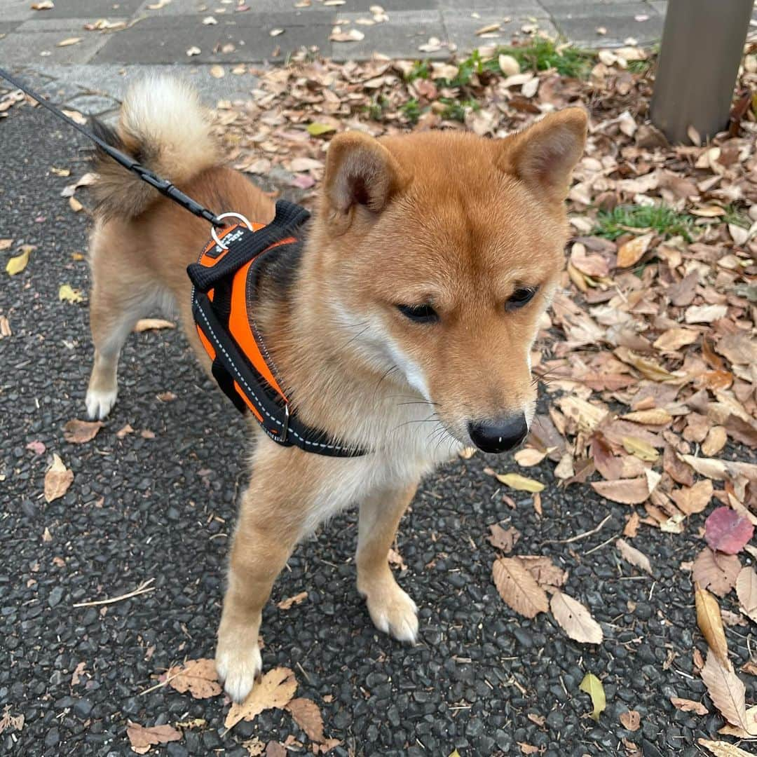 環奈（長沢菜々香の飼い犬）さんのインスタグラム写真 - (環奈（長沢菜々香の飼い犬）Instagram)「秋終わっちゃうねぇ  . .  . . .  #豆柴#柴犬#日本犬#黒柴#黒豆柴#まめしば#しばいぬ#しば#しばすたぐらむ #こいぬ #柴  #ここ柴部#柴子犬 #shibalove #mameshiba #kuroshiba #shibainu #shiba #shibadog #shibastagram #shibastyle」12月14日 14時42分 - kanna0104_