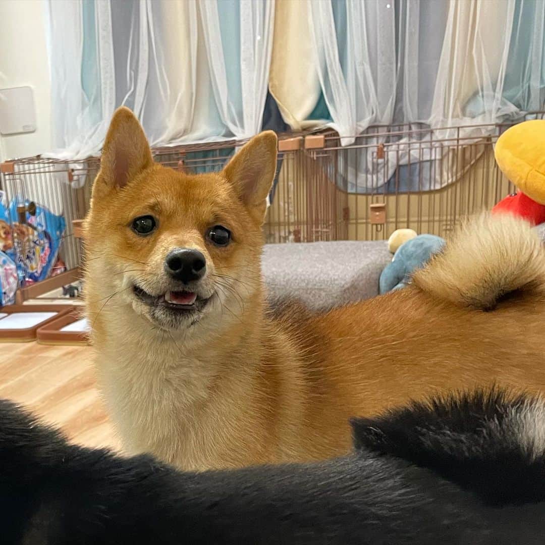 環奈（長沢菜々香の飼い犬）のインスタグラム：「…ニコ  . .  . . .  #豆柴#柴犬#日本犬#黒柴#黒豆柴#まめしば#しばいぬ#しば#しばすたぐらむ #こいぬ #柴  #ここ柴部#柴子犬 #shibalove #mameshiba #kuroshiba #shibainu #shiba #shibadog #shibastagram #shibastyle」