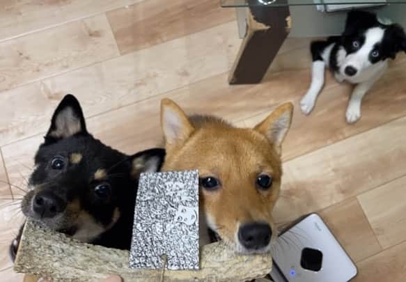 環奈（長沢菜々香の飼い犬）のインスタグラム：「鹿のツノ美味しいねぇ  . .  . . .  #豆柴#柴犬#日本犬#黒柴#黒豆柴#まめしば#しばいぬ#しば#しばすたぐらむ #こいぬ #柴  #ここ柴部#柴子犬 #shibalove #mameshiba #kuroshiba #shibainu #shiba #shibadog #shibastagram #shibastyle  #ボーダーコリー#犬#dogstagram #dog #いぬすたぐらむ #いぬすた」
