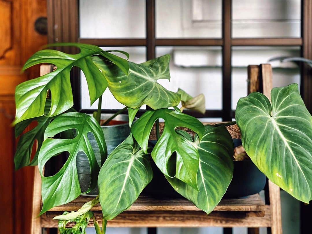 鄭碧瑩のインスタグラム：「Best friends forever. . . . .  #plantstagram #plantsofinstagram #houseplants #plantsmakepeoplehappy #botanical #instaplants #plants #foliage #leaf #plantflife #springintoplants #plantlady #plantpotters #crazyplantlady #houseplantclub #helloplantlover #plantshelfie #houseplantsofinstagram #houseofplantlovers #junglecollective #vsco #vscogram #vscocam #vscogrid #vscoplants #gardeningsg #urbanjunglebloggers #plantnerd #raphidophoratetrasperma #philodendrongloriosum」