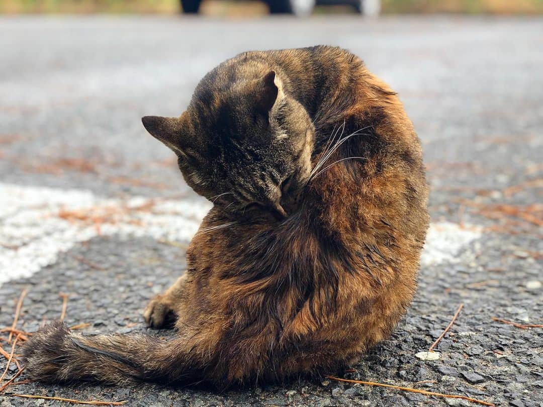 平田薫さんのインスタグラム写真 - (平田薫Instagram)「猫写。  #野良猫#伊豆猫 #猫#😽」12月14日 16時26分 - hiratakaoru1215